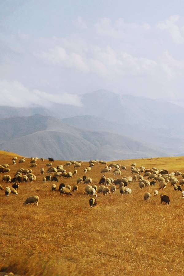 photo of sheep in Armenia - Nomadic Gene